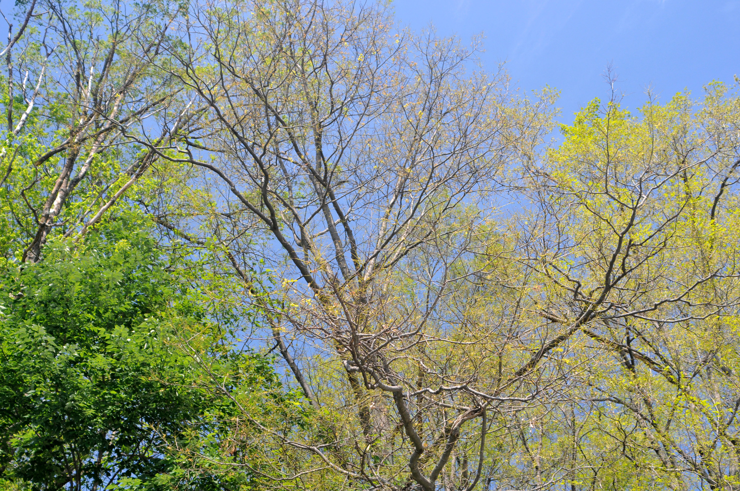 Defoliated oak trees